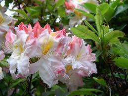 Hot pink, red, and white azaleas brighten many southern yards each spring. Pink White Yellow Azalea Shrub Azalea Flower Flowers Beautiful Flowers