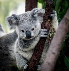 Find the best baby koala wallpaper on getwallpapers. The 29 Cutest Koalas That Ever Roamed The Earth Tierbabys Babytiere Tiere