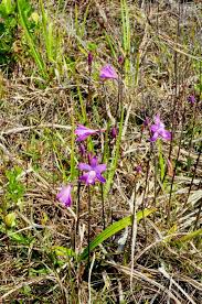 Image result for Bonatea pulchella