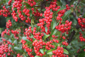 Image result for Pyracantha coccinea red column