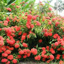 Image result for Ixora narcissodora