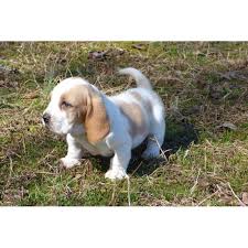 Bertie, willy and betty are looking for a family who will adore them. 4 Beautiful Basset Hound Puppies For Sale In Charlotte North Carolina Puppies For Sale Near Me