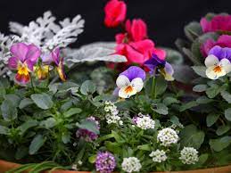 Check spelling or type a new query. Winter Container Gardens Hgtv