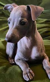 The Miniature Italian Greyhound Dog 7 Miniature Italian Greyhound Italian Greyhound Dog Italian Greyhound