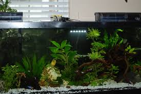 Maybe you would like to learn more about one of these? Plants In The Filter My Aquarium Club