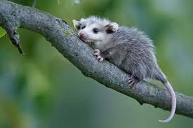 Photographic Print North American Opossum Didelphis Virginiana Young Animal Branch By Ronald Wittek North American Animals American Animals Young Animal