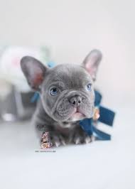 We also provide the option for no akc papers when pups are sold as pets only, with no breeding rights. The Best Parrots In The World Mini Blue French Bulldog For Sale
