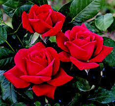 Rose Barni: piccoli miracoli di perfetta bellezza dal 1882 a Pistoia -