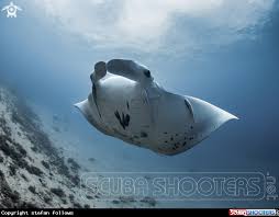 Manta Ray In Manta Point Bali Indonesia Manta Ray Manta Majestic Sea Flap Flap