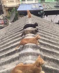 +14 06.20 3 드래곤볼 슈퍼 가상대결. ë¦¬ì¦ˆ On Twitter ì‚¬íšŒì  ê±°ë¦¬ë'ê¸° ì— ì´ ì§¤ì´ í™œìš©ë  ì¤„ì´ì•¼ ã…‹ã…‹ã…‹ã…‹ã…‹ã…‹ã…‹