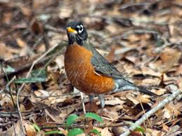 Birds Of North Carolina Book American Robin American Robin Backyard Birds Bird Species