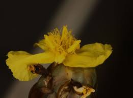 Image result for Xyris anceps