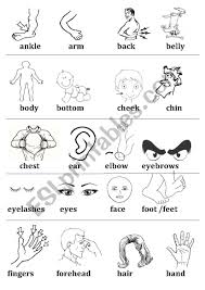 Below are a variety of picture based exercises for elementary english language students. Body Parts Vocabulary Esl Worksheet By Ahfabera