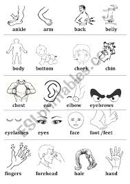 Vocabulary worksheet containing body parts vocabulary. Body Parts Vocabulary Esl Worksheet By Ahfabera