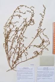 Image result for Suaeda sp. B