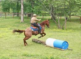 Jump Over Barrels Horse Jumping Trail Riding Horse Equestrian