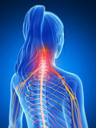 From the sides and the back of the neck, the splenius capitis inserts onto the head region, and the splenius cervicis extends onto the cervical region. Bad Habits That May Be Causing You Neck And Shoulder Pain Premier Rehab
