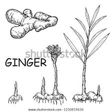Interpretation of ginger leaves line art, ginger plant, drawings these pictures of this page are about:ginger plant drawing. Shutterstock Puzzlepix
