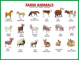 Farm Animals Farm Animals Pictures Animals Name In English Farm Animals