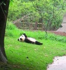 Lonely Panda Cute Animals Funny Animal Pictures Animals