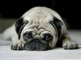 Check spelling or type a new query. Pug Perro De 8 X 10 8x10 Brillante De La Foto De La Imagen Ebay In 2021 Pug Dog Dogs Pugs