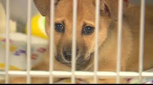 Unleashed is a licensed dog and cat rescue and animal shelter in mission, kansas. Unleashed Pet Rescue Looking For People To Help Foster Animals