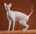 PETERBALD KITTENS - Buy peterbald kittens