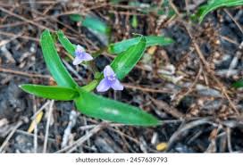 Image result for Commelina bracteosa