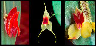 Organisms that are indigenous to a place are not endemic to it if they are also found elsewhere. Endemic Plants Fundacion Ecominga