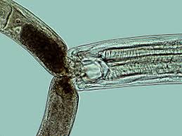 Image result for Monotes elegans