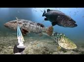 Sea MONSTERS spearfishing - MOSTRI marini pesca sub - YouTube