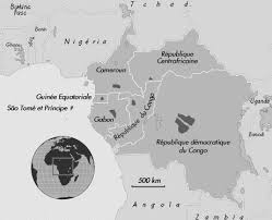 Image result for Heisteria zimmereri