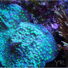 Pin On Saltwater Reef Aquarium