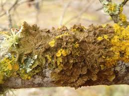 Image result for Malaxis schliebenii