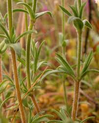 Image result for Cerastium indicum