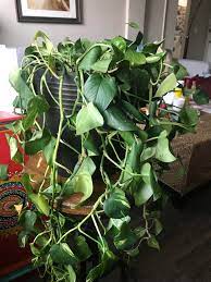 Our pothos information and care guide provides all the requirements to keep yours alive. Why Does My Pothos Look So Bleh I Picked Away The Yellow Leaves That Came Off Easily But The Rest Looks Like Wet Spinach Limp Wilted I Ve Tried To Cut Back