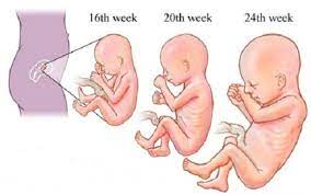 Biasanya gerakan bayi akan terasa saat mendapat stimulasi cahaya. Perkembangan Janin Usia 16 Minggu Bidanku Com