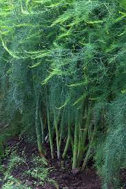 Growing Asparagus Bonnie Plants Plants Growing Vegetables Growing Asparagus