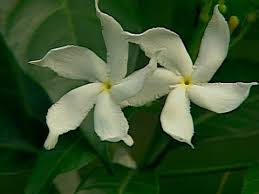 So, have a wide range of indian flower in biodiversity. White Flowers Beli Chandramollika Togor Chanpa Maloti Flowers In Bangladesh 13 Youtube