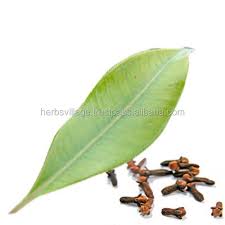 Check spelling or type a new query. 100 Minyak Esensial Daun Cengkeh Murni Dari India Buy Murni Minyak Cengkeh Membeli Cengkeh Minyak Esensial Alami Minyak Daun Cengkeh Product On Alibaba Com