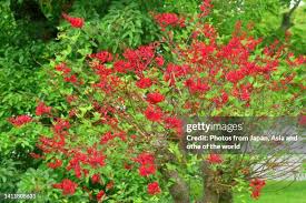 Image result for Erythrina afra