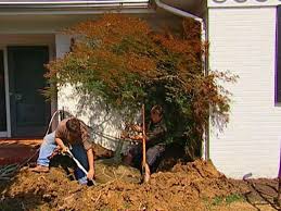 We did not find results for: How To Transplant A Japanese Maple How Tos Diy