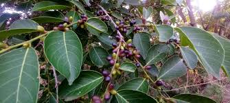 Image result for Bridelia micrantha