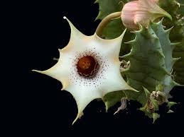 Image result for Huernia longituba