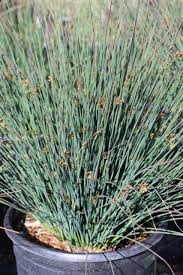 Image result for Juncus