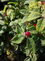 Native to europe, this shrub is widely cultivated for its fruit, which is rich in vitamin c. What Is This Low Growing Shrub With Small Bright Red Berries Gardening Landscaping Stack Exchange