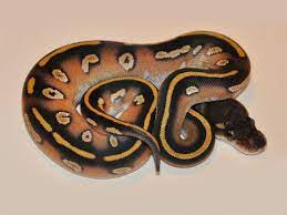 Black Head Mojave Morph List World Of Ball Pythons Ball Python Morphs Ball Python Ball Python Pet