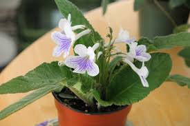 Image result for Streptocarpus