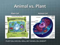 Ask questions about your assignment. Cells And Organelles Bio 1 Period 7 February 11 Ppt Download