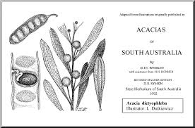 Image result for Dictyophleba